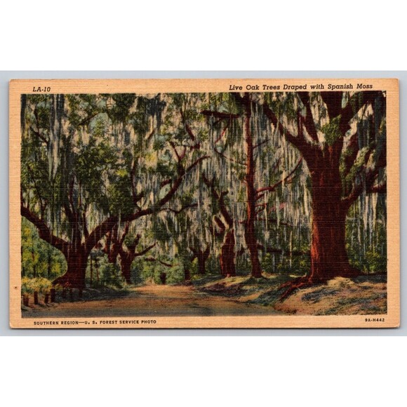 Postcard Louisana Live Oak Trees Draped with Spanish Moss Linen Forest Service - Picture 1 of 2
